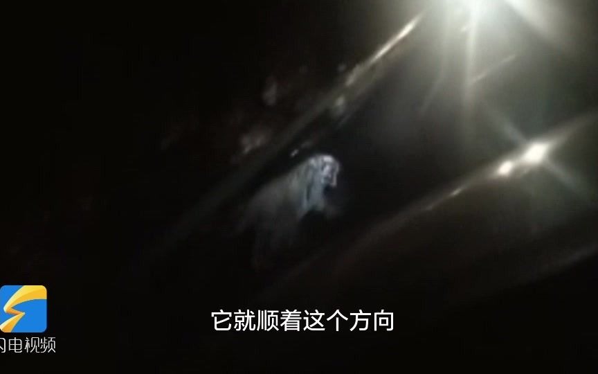 野生东北虎路中央拦截警车 民警惊呼：这么大，终于看到了