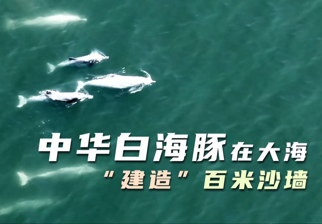 中华白海豚在大海“建造”百米沙墙