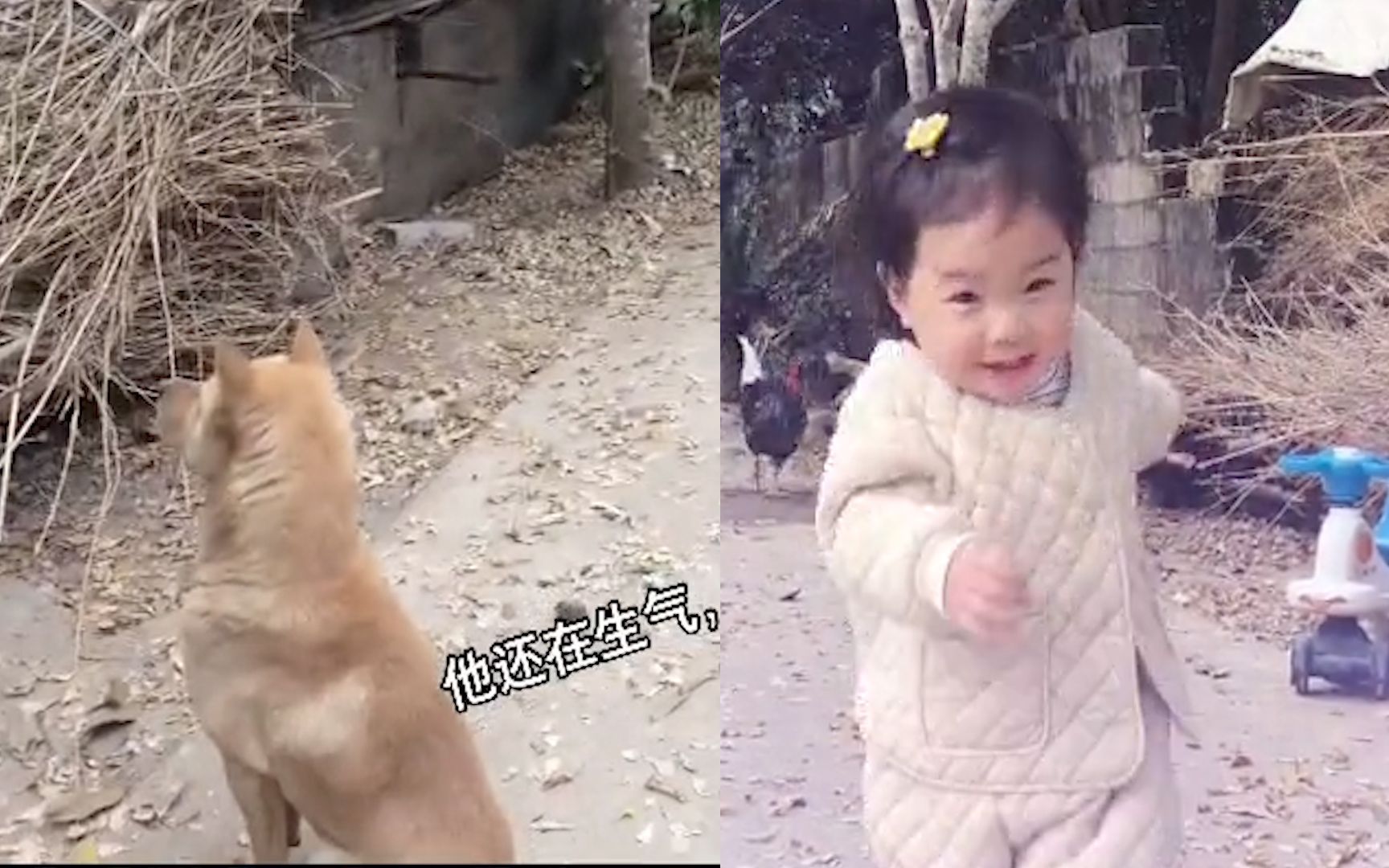 萌娃和狗子背对背发脾气 网友评论：果然是狗都嫌弃的年龄