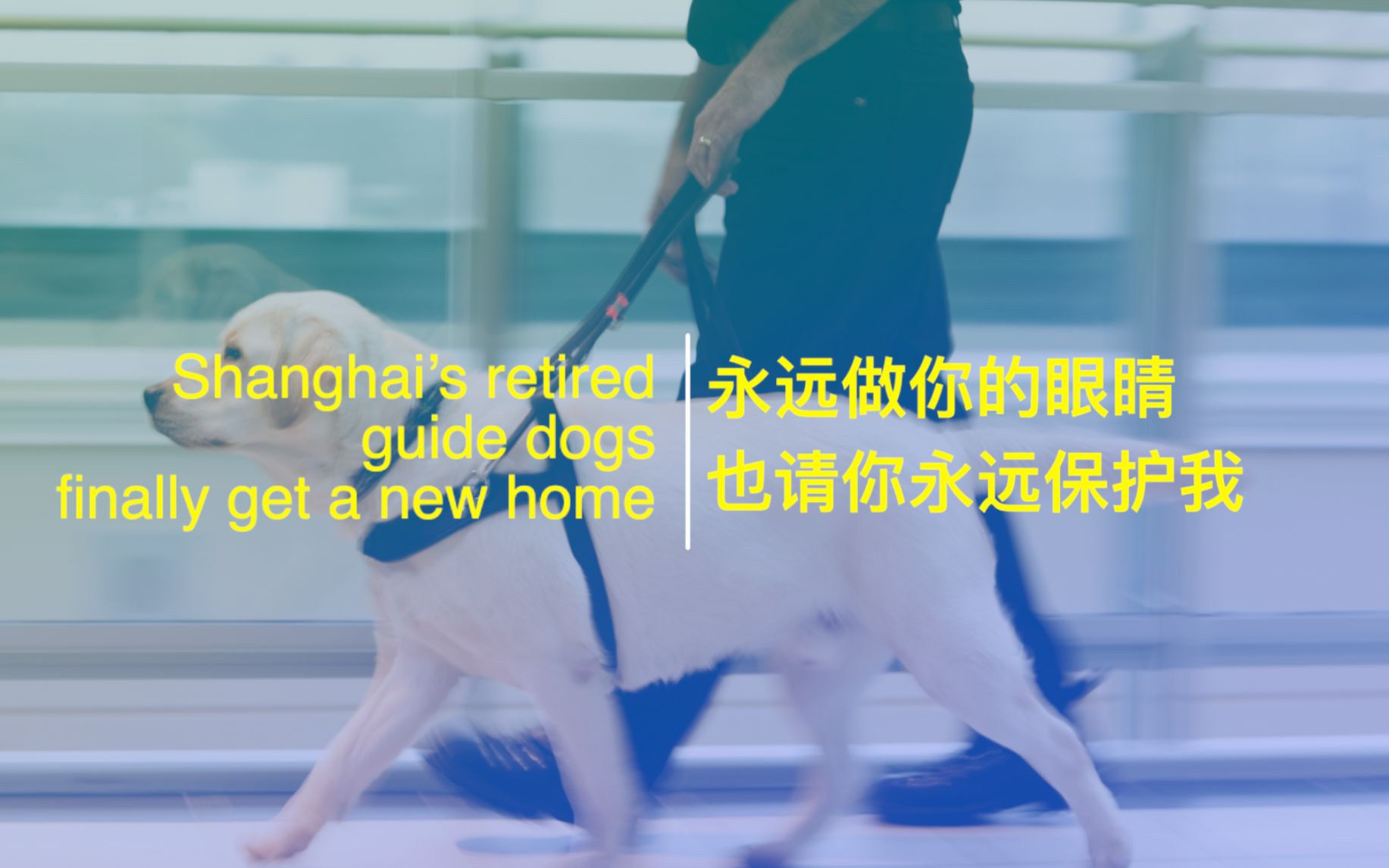 永远做你的眼睛，也请你永远保护我