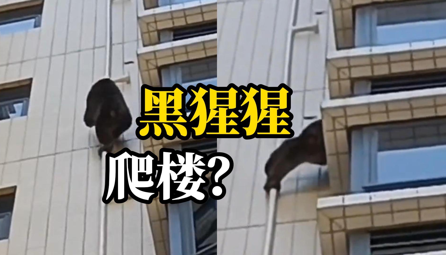 广东韶关有黑猩猩攀爬居民楼，小区：已报警 没抓住