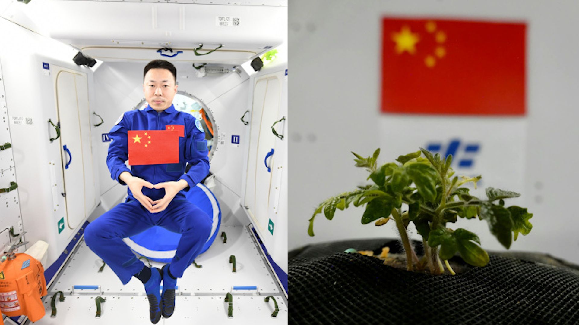 神十四航天员发回国旗同框照 中国空间站种植的西红柿长出幼苗