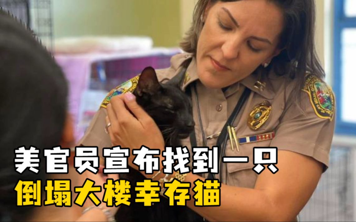 美官员宣布找到一只倒塌大楼幸存猫：这是可怕悲剧中的一个亮点