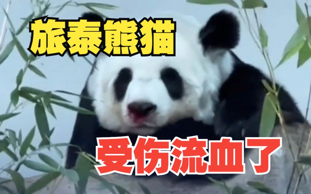 大熊猫保护中心回应旅泰熊猫受伤流血