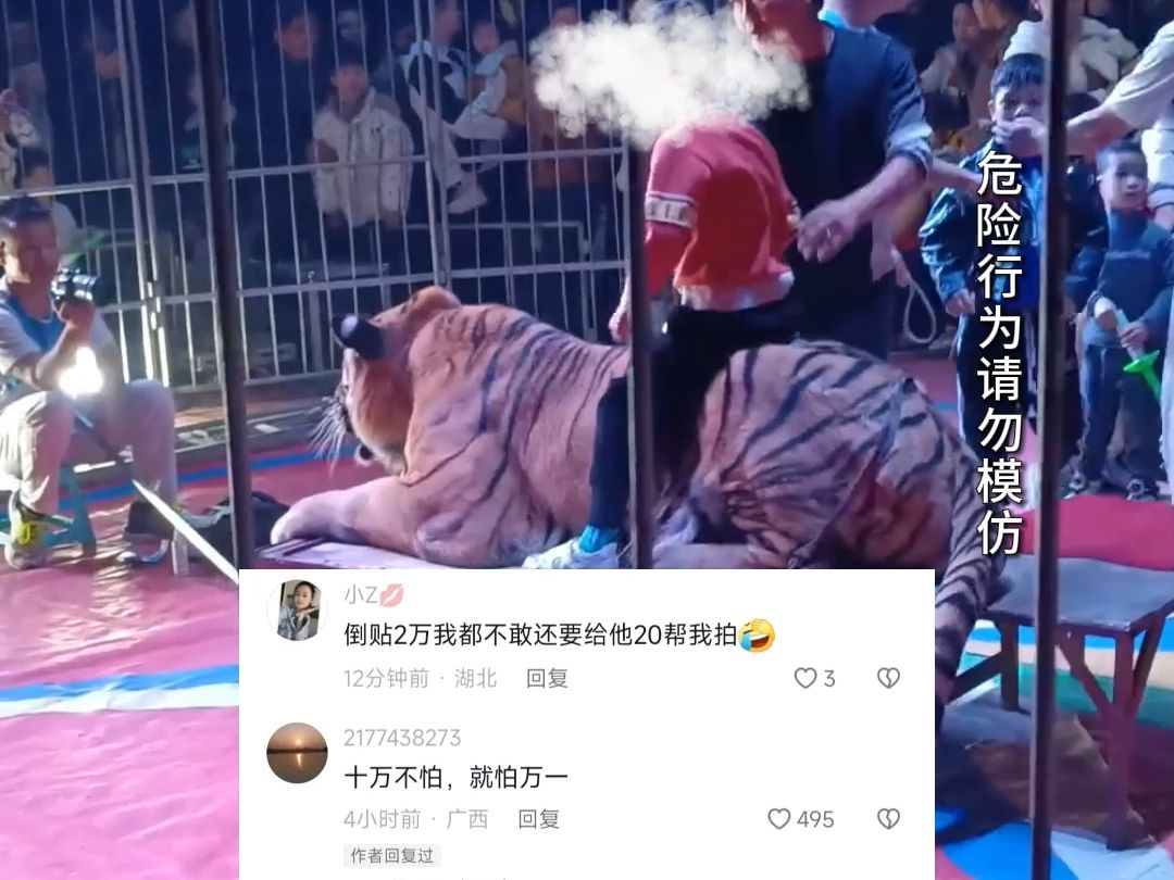 马戏团内家长带娃骑老虎背合影，家长称老虎没打麻醉但绑好的很安全#危险行为请勿模仿 #社会百态