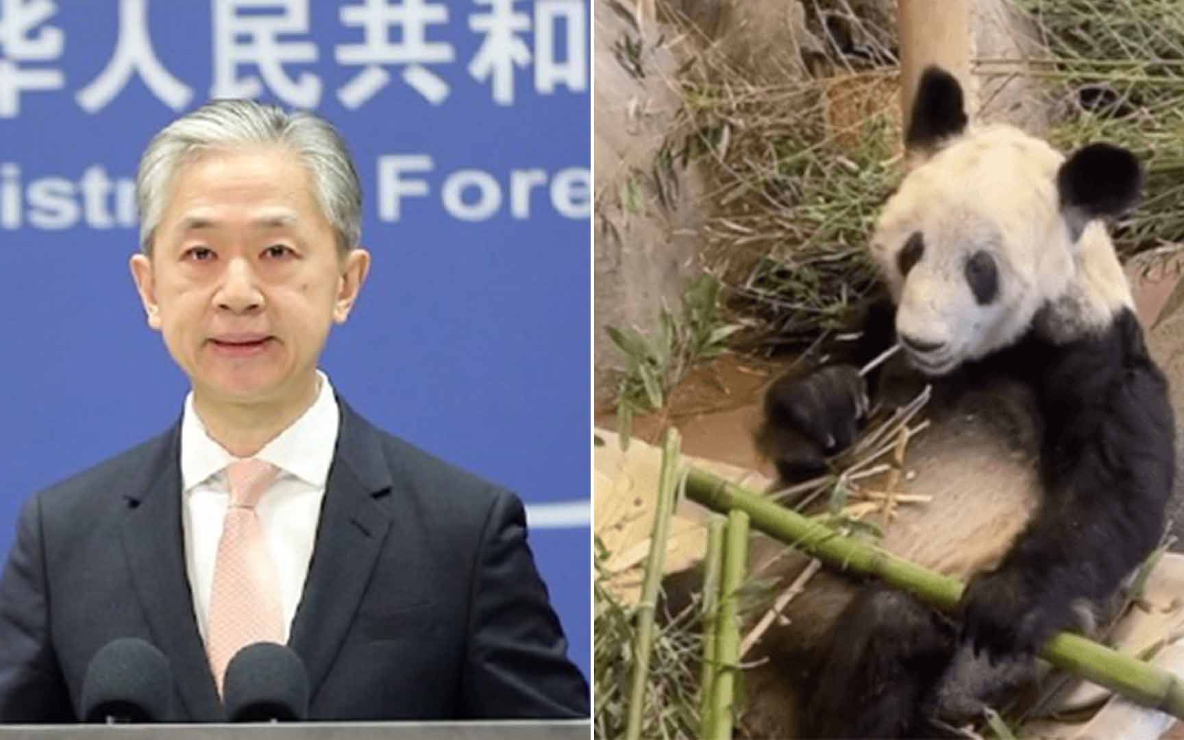 外交部介绍“丫丫”回国最新进展：将以最快速度平安运送回国