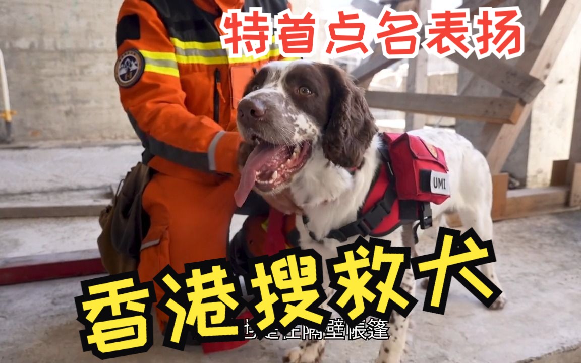 赴云南考察交流后，香港搜救犬要大变样了！
