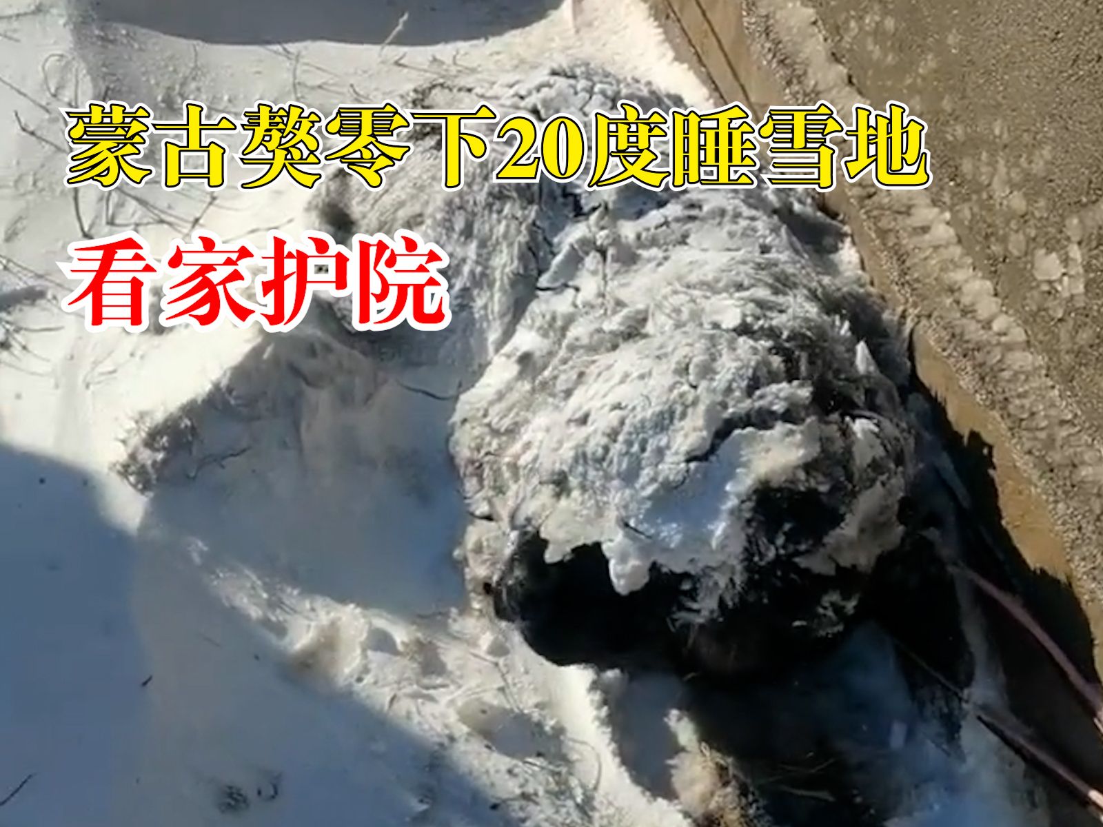 蒙古獒零下20度睡雪地看家护院，主人：很忠诚，只认一个主人