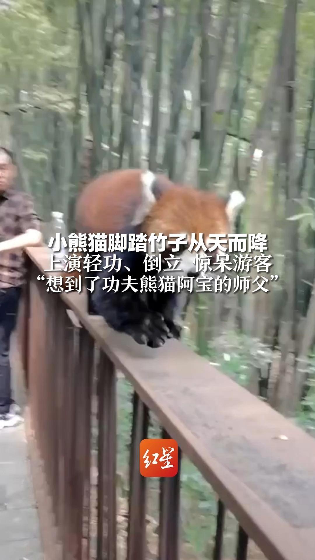 小熊猫脚踏竹子从天而降，上演轻功、倒立，惊呆游客。“想到了功夫熊猫阿宝的师父”