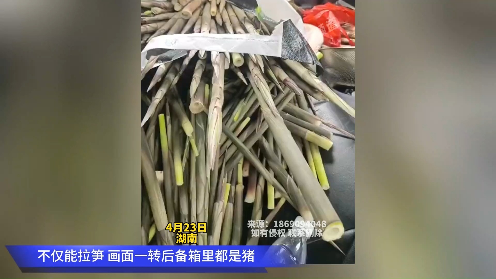 不仅能拉笋 画面一转后备箱里都是猪