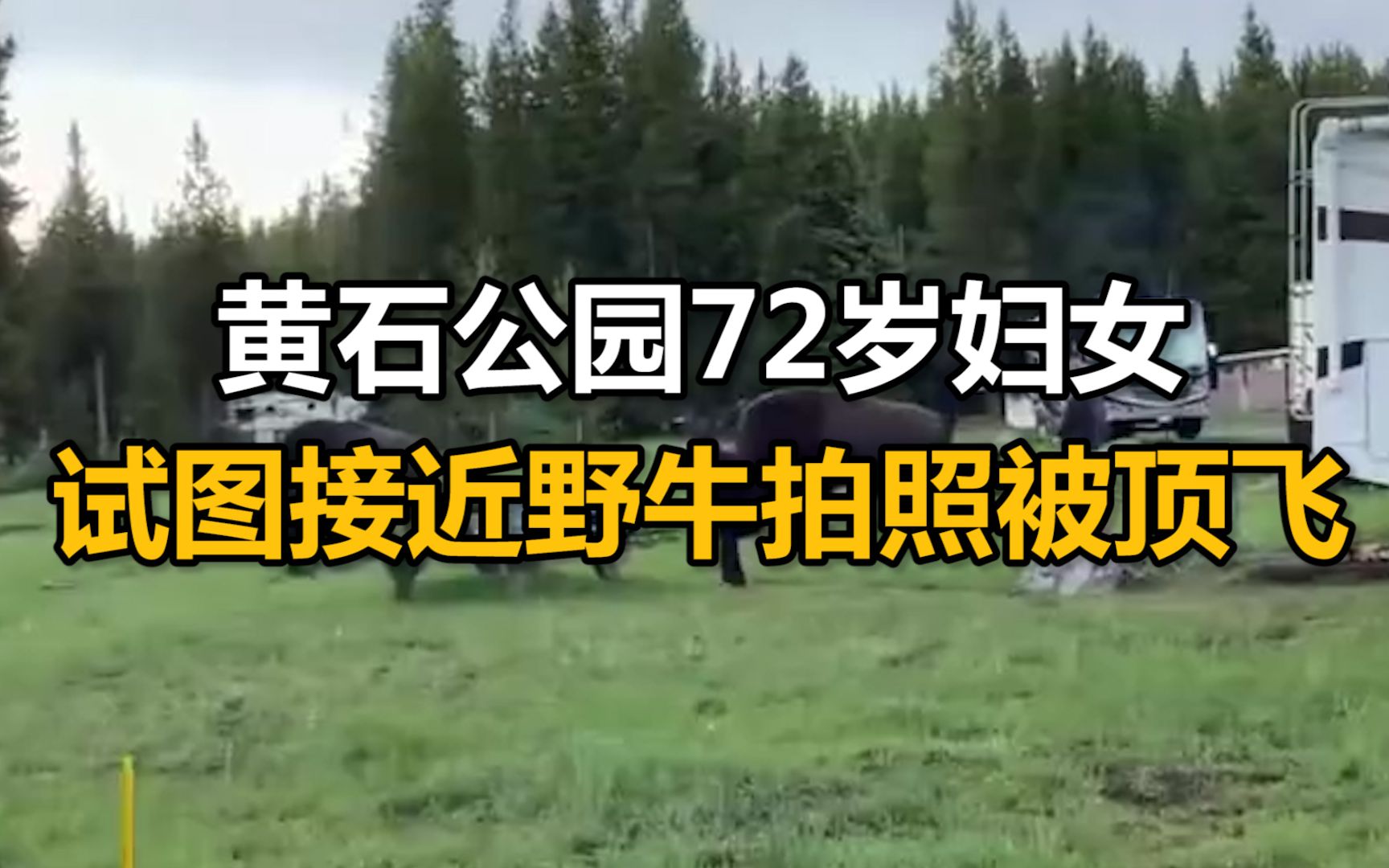 美国黄石公园72岁妇女试图接近野牛拍照被顶飞