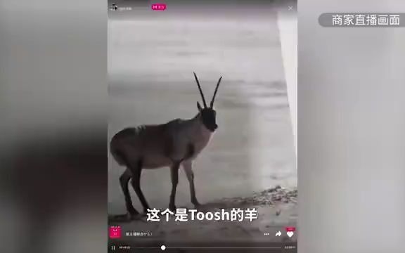 多家电商平台被曝售藏羚羊绒披肩