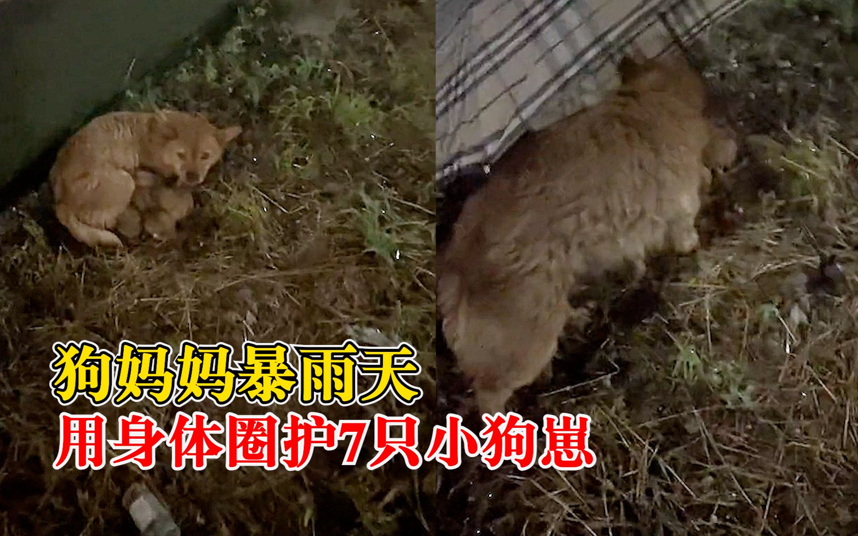 狗妈妈暴雨天用身体圈护7只小狗崽：小狗身上是热乎的，母爱伟大