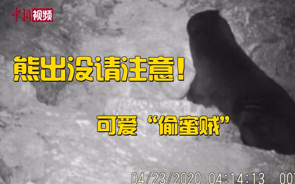 熊出没请注意！ 遂昌九龙山保护区拍到可爱“偷蜜贼”