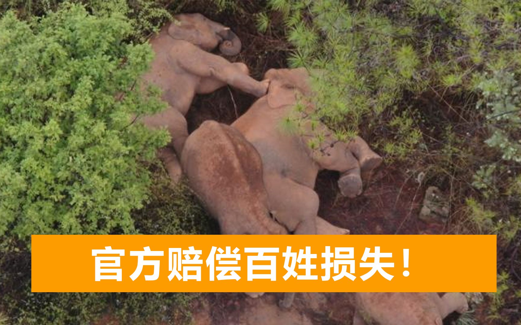 亚洲象群抵新地点活动，百姓财产损失曝光，官方启动赔付工作