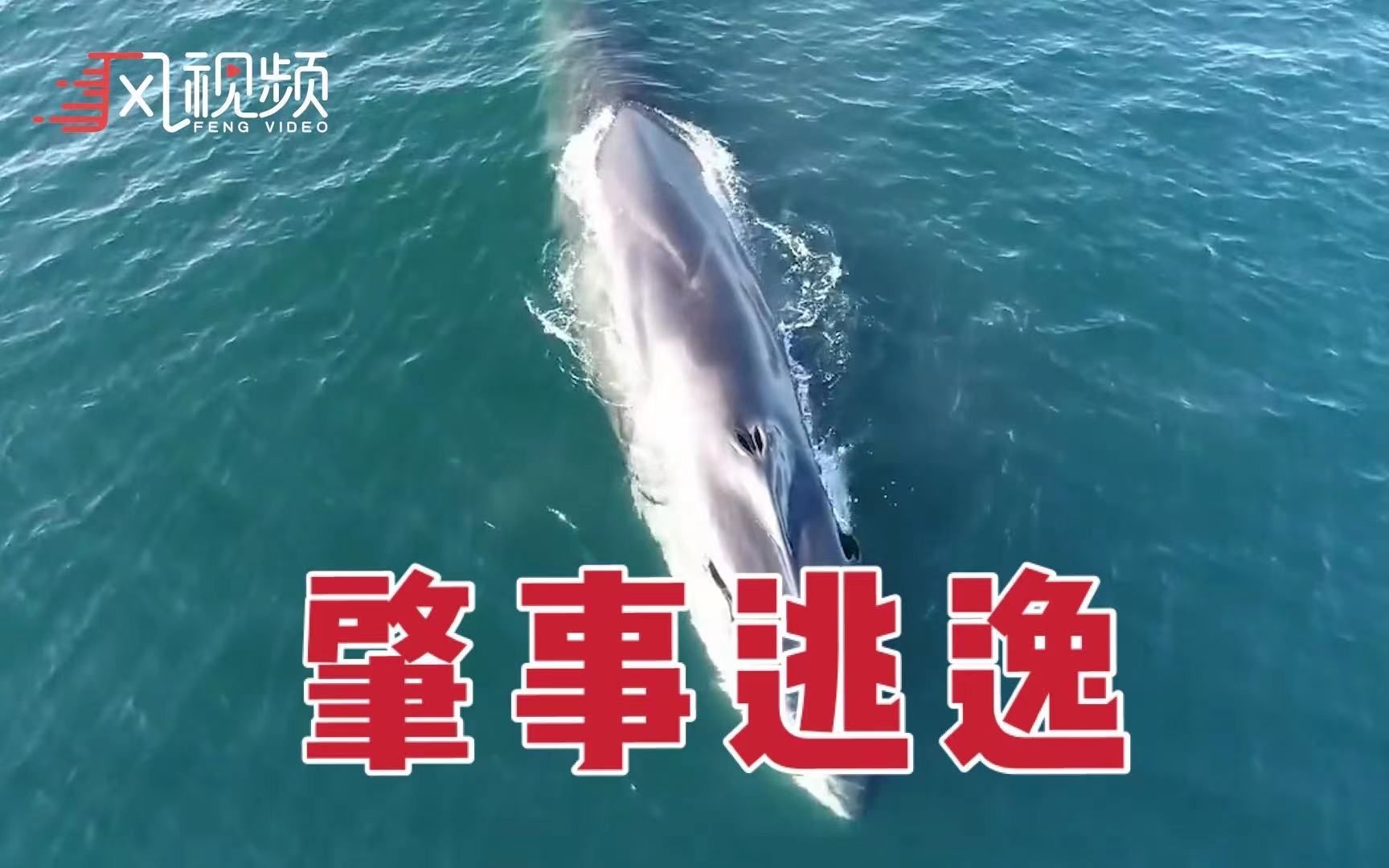 澳大利亚军舰在美国海域撞死濒危鲸鱼 美方介入调查