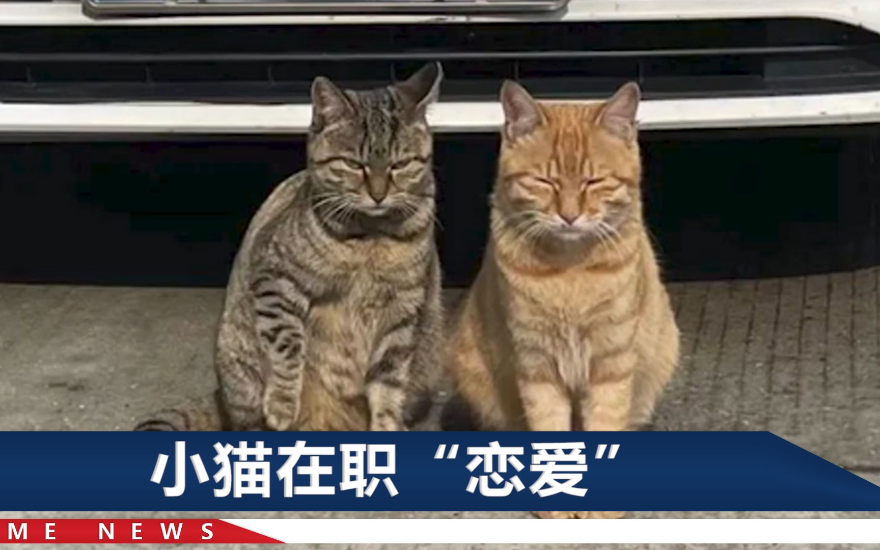 江苏2只“警猫”火了，在派出所里找到工作安了家，还生娃了