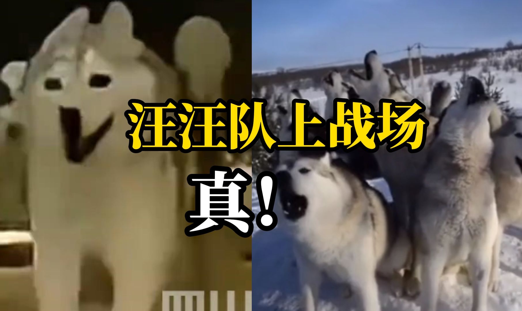 英军开始训练一支“威士忌中队” 主要成员是哈士奇 负责运送弹药和食物 以防与俄罗斯在北极冲突