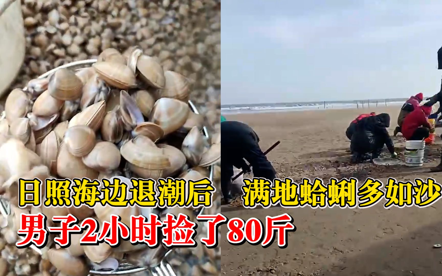 海边退潮后满地蛤蜊多如沙：男子海边2小时捡80斤蛤蜊
