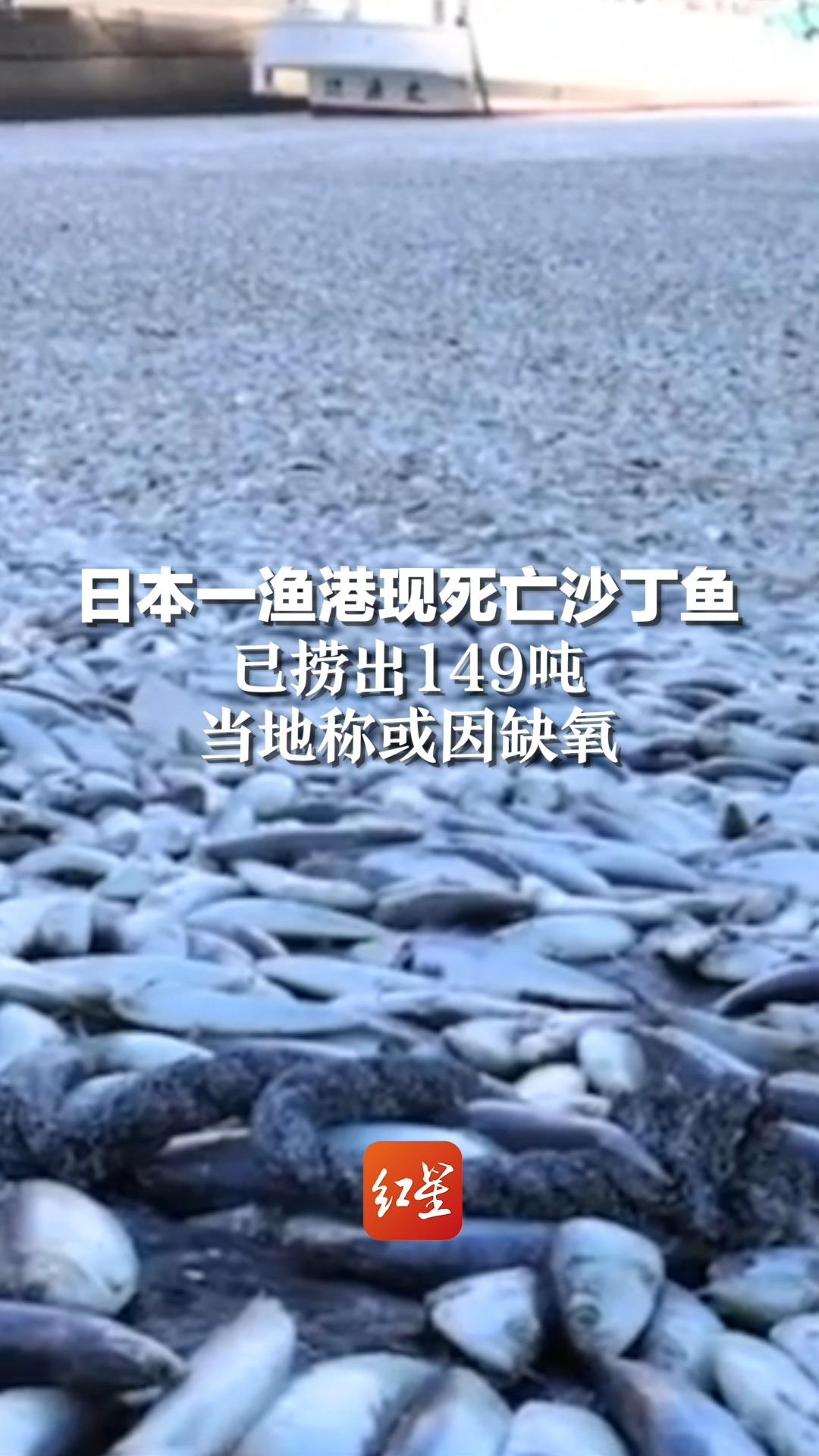 日本一渔港现死亡沙丁鱼，已捞出149吨 ，当地称或因缺氧