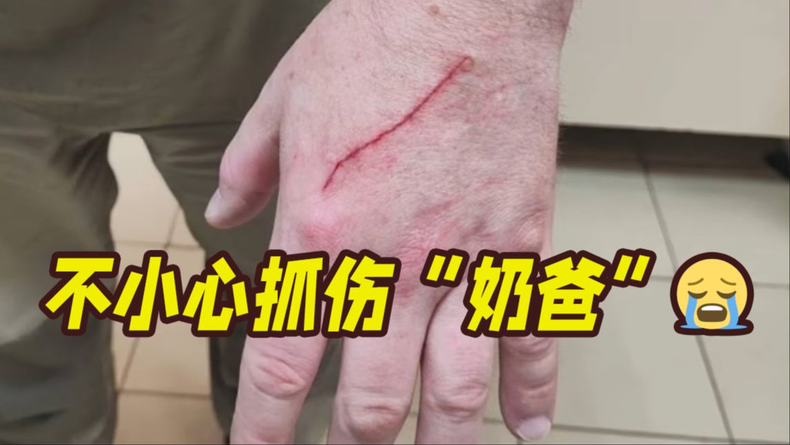 是熊不是猫！旅俄大熊猫幼崽“喀秋莎”玩耍时不小心抓伤“奶爸”