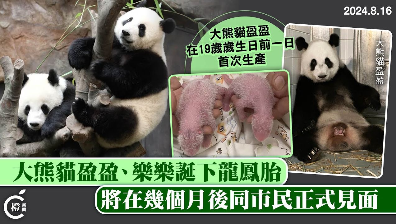 香港海洋公园：大熊猫盈盈、乐乐诞下龙凤胎，将几个月后与市民正式见面