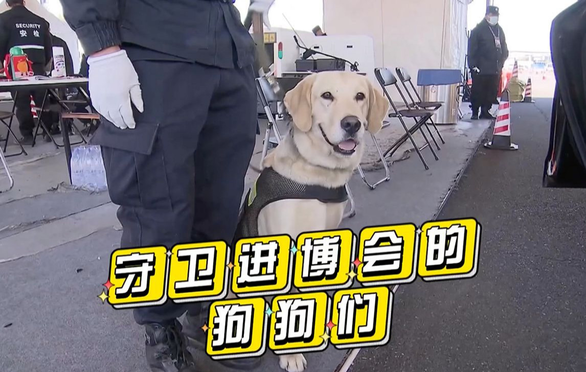 守护进博会的“汪汪警官”们