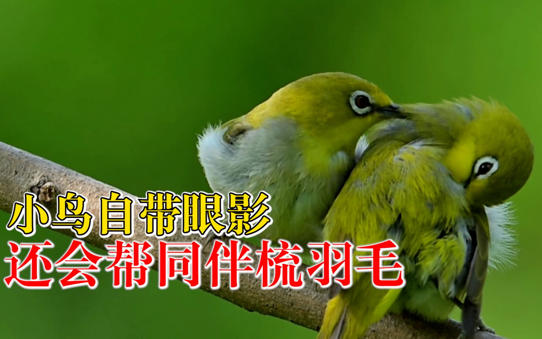 小鸟自带眼影还会帮同伴梳羽毛：为暗绿绣眼鸟，生性活泼叫声动听