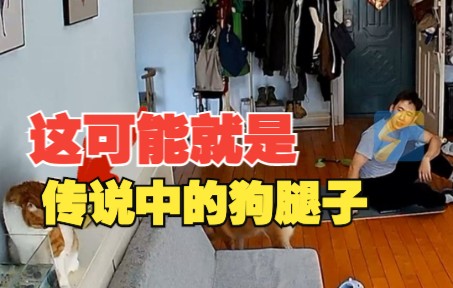 猫咪喝鱼缸的水被主人教训 狗子一趟趟殷勤送“弹药”