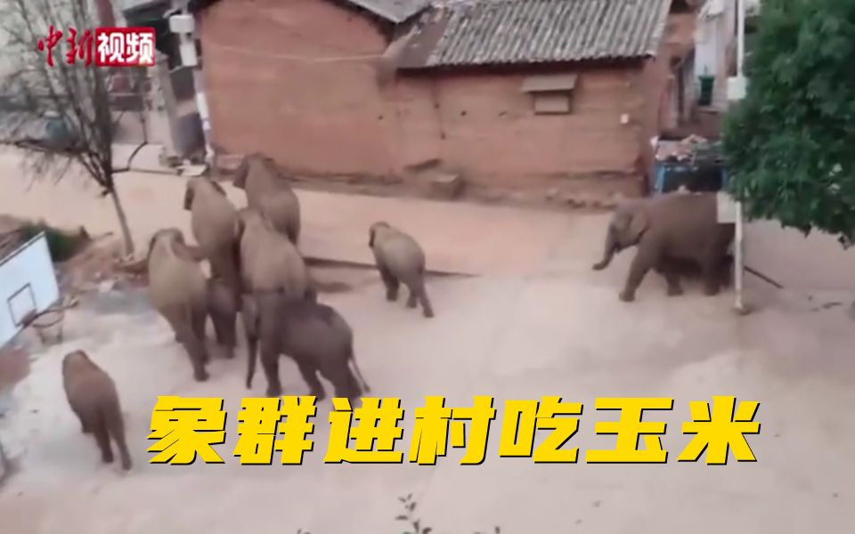 亚洲象群进村了 还吃了村民家的玉米