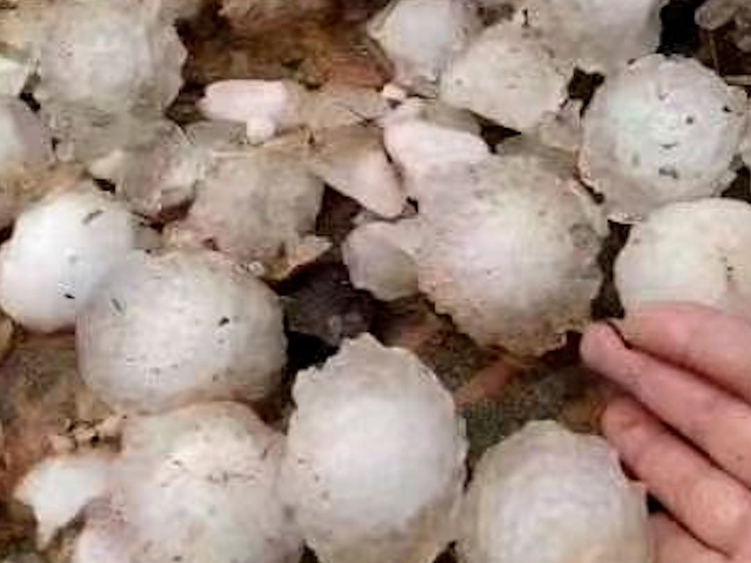 冰雹大如鸡蛋！广西多地遭冰雹袭击：噼啪声不断 成片玉米被击倒