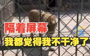 游客上一秒还夸老虎“好像走模特” 下一秒遭遇“天降甘霖”尖叫逃跑