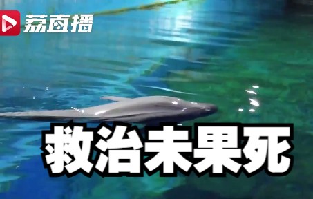连云港搁浅江豚救治未果死亡