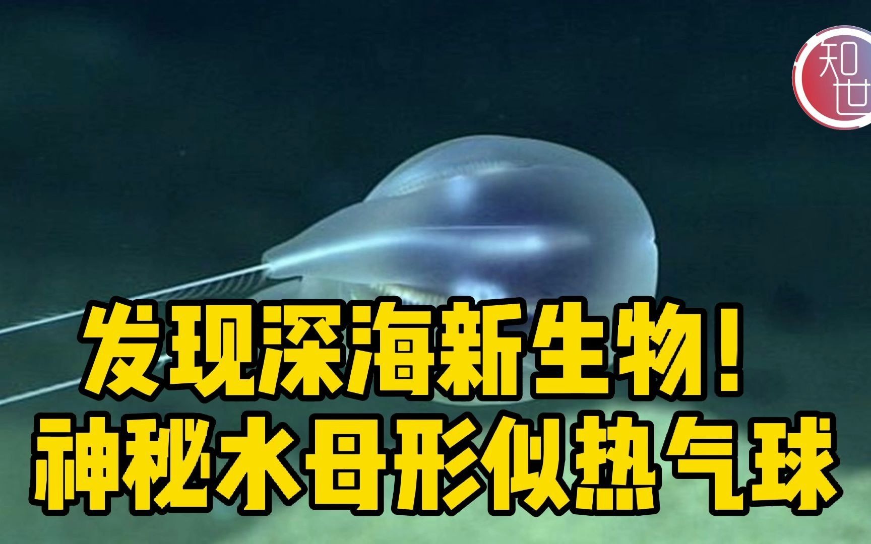 科学家发现深海新生物！神秘水母形似热气球