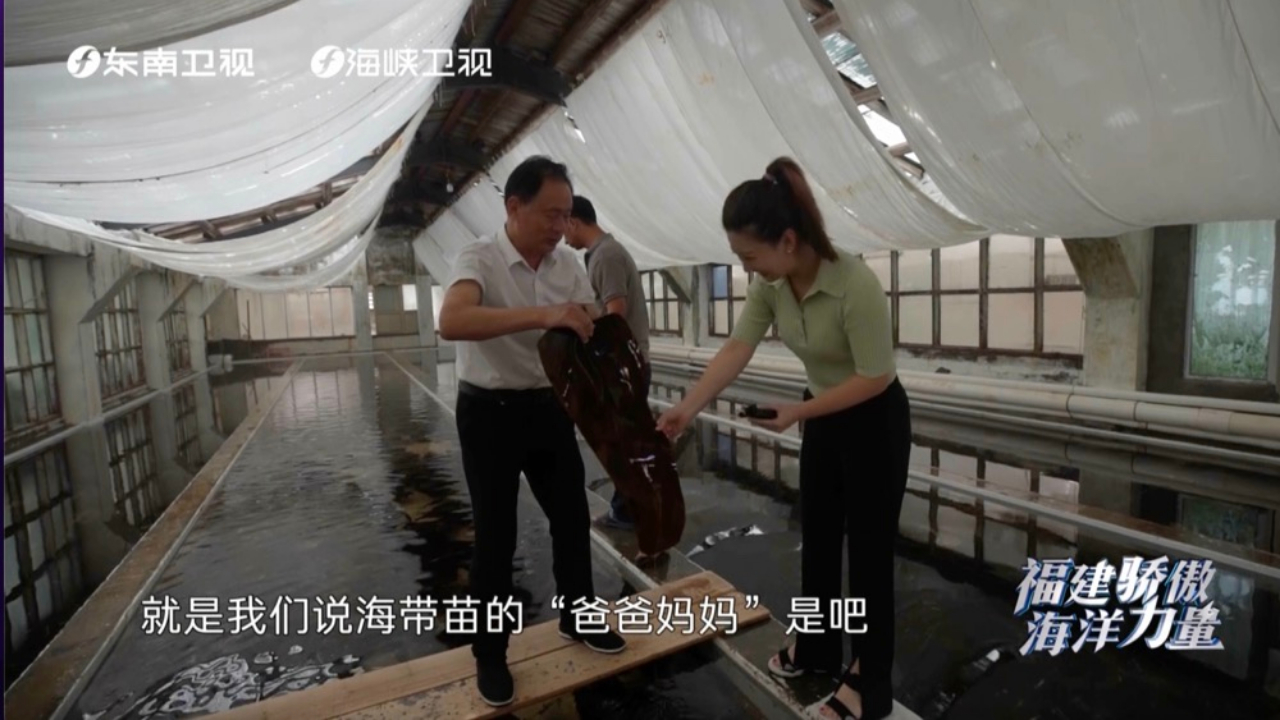 海带也有“爸爸妈妈”？来中国海带之乡——连江看看