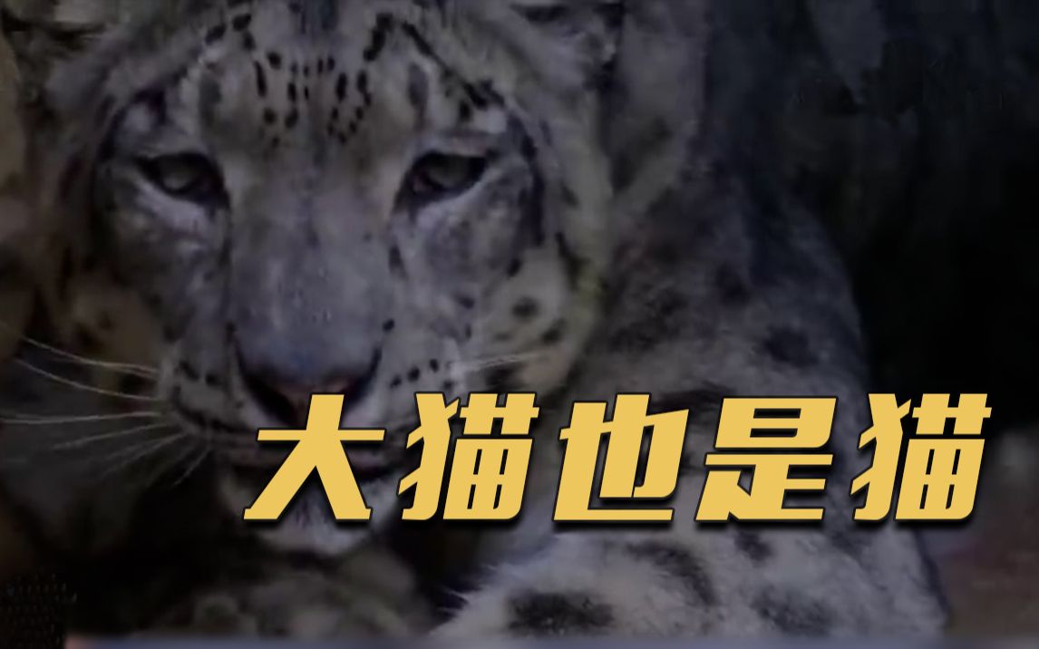 治愈！雪豹和家猫睡觉姿势有多像