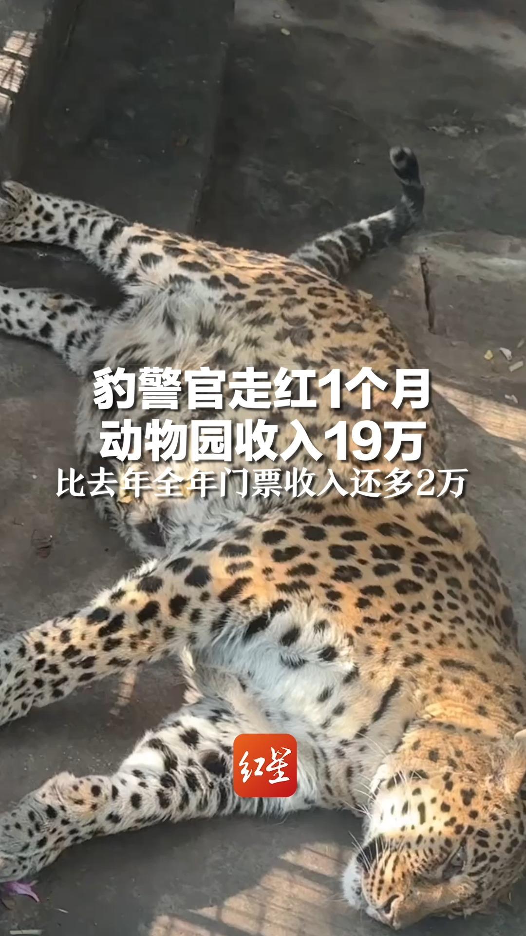 以一"豹"之力拉动整园GDP，豹警官走红1个月动物园收入19万，比去年全年门票收入还多2万