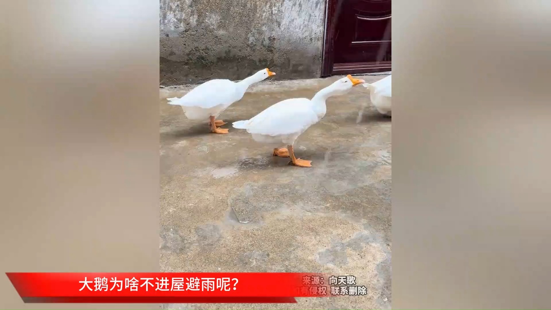 大鹅为啥不进屋避雨呢？