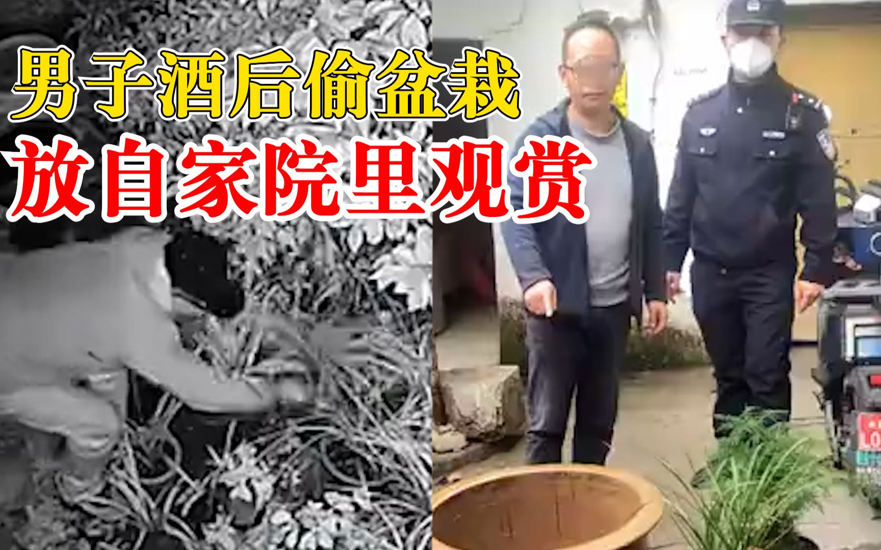 男子酒后偷盆栽放自家观赏：夜间作案，自己爱好盆栽