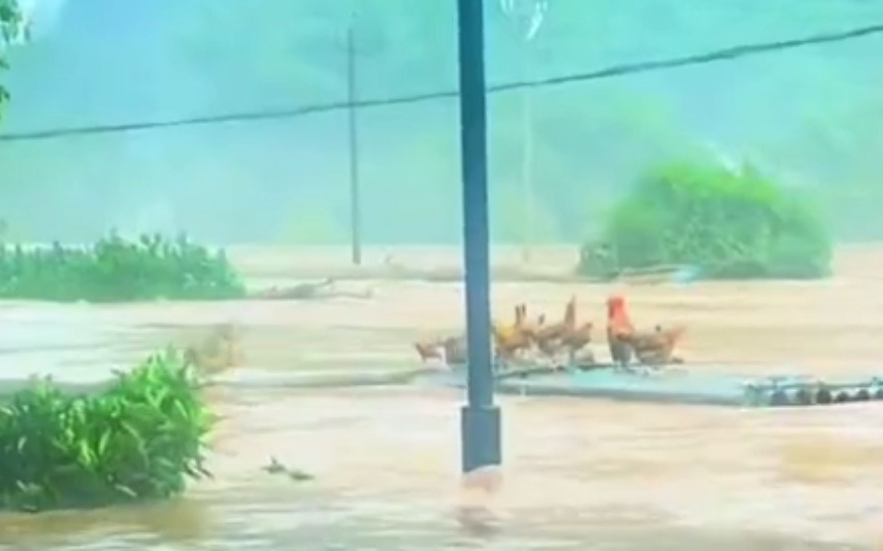 暴雨致洪水冲毁鸡舍 笼中家鸡乘竹筏“离家出走”
