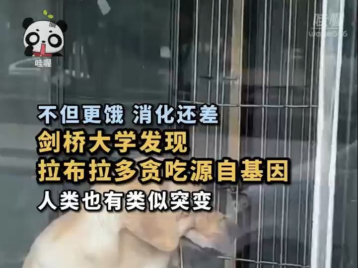 拉布拉猪。英国研究发现，拉布拉多容易变胖源自基因缺陷，不但更容易饿，热量消耗还会减少。该突变人类也有出现，症状跟狗类似。