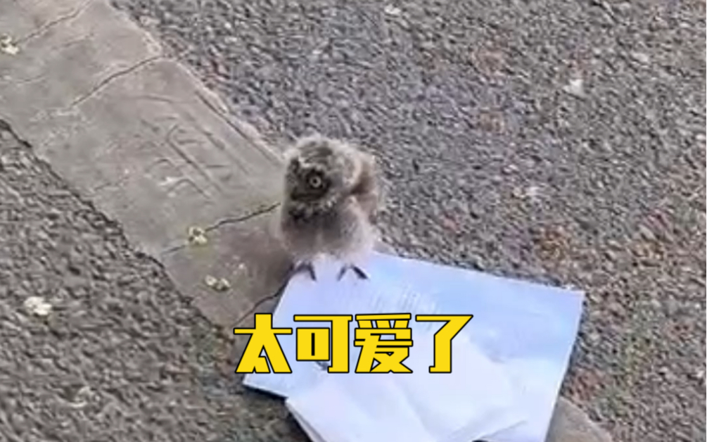 母子俩爱心救助猫头鹰宝宝 将其放进自行车筐送到林业局