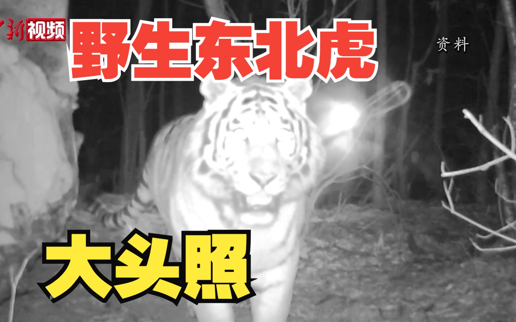 东北虎凌晨到村子附近活动 警方加大巡防力度