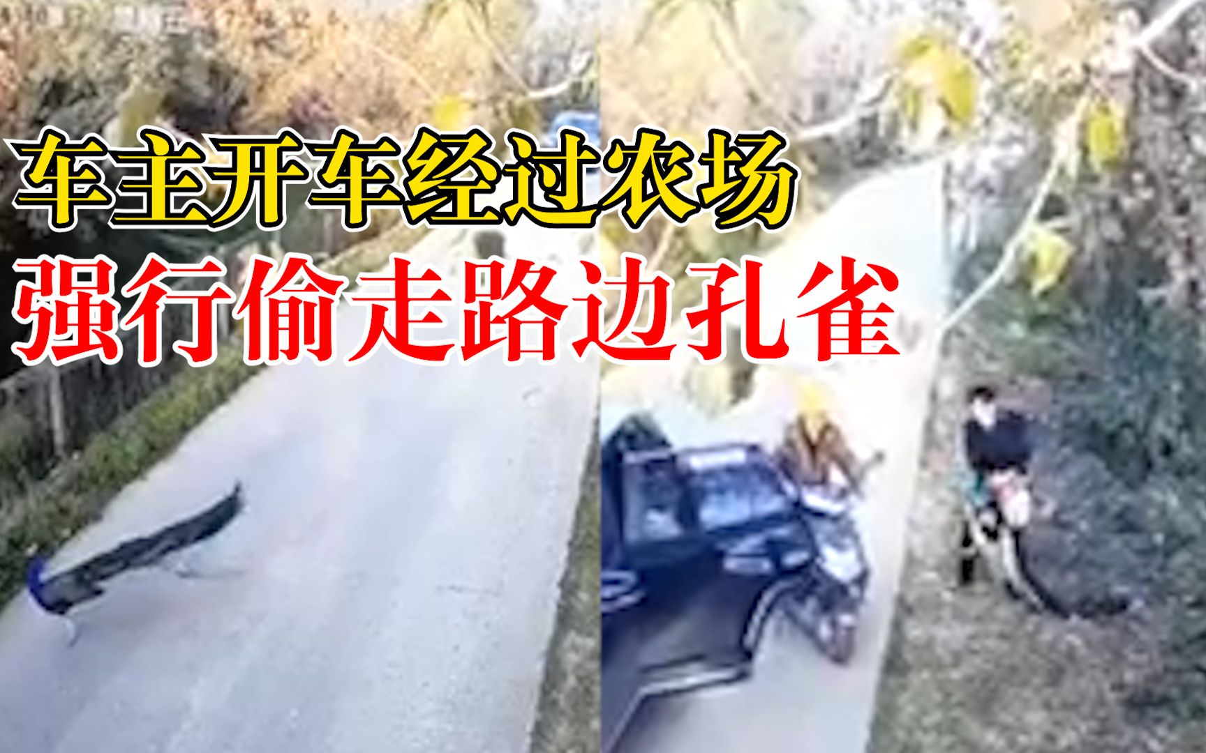 车主开车经过农场强偷路边孔雀，主人：动作很暴力，很气愤