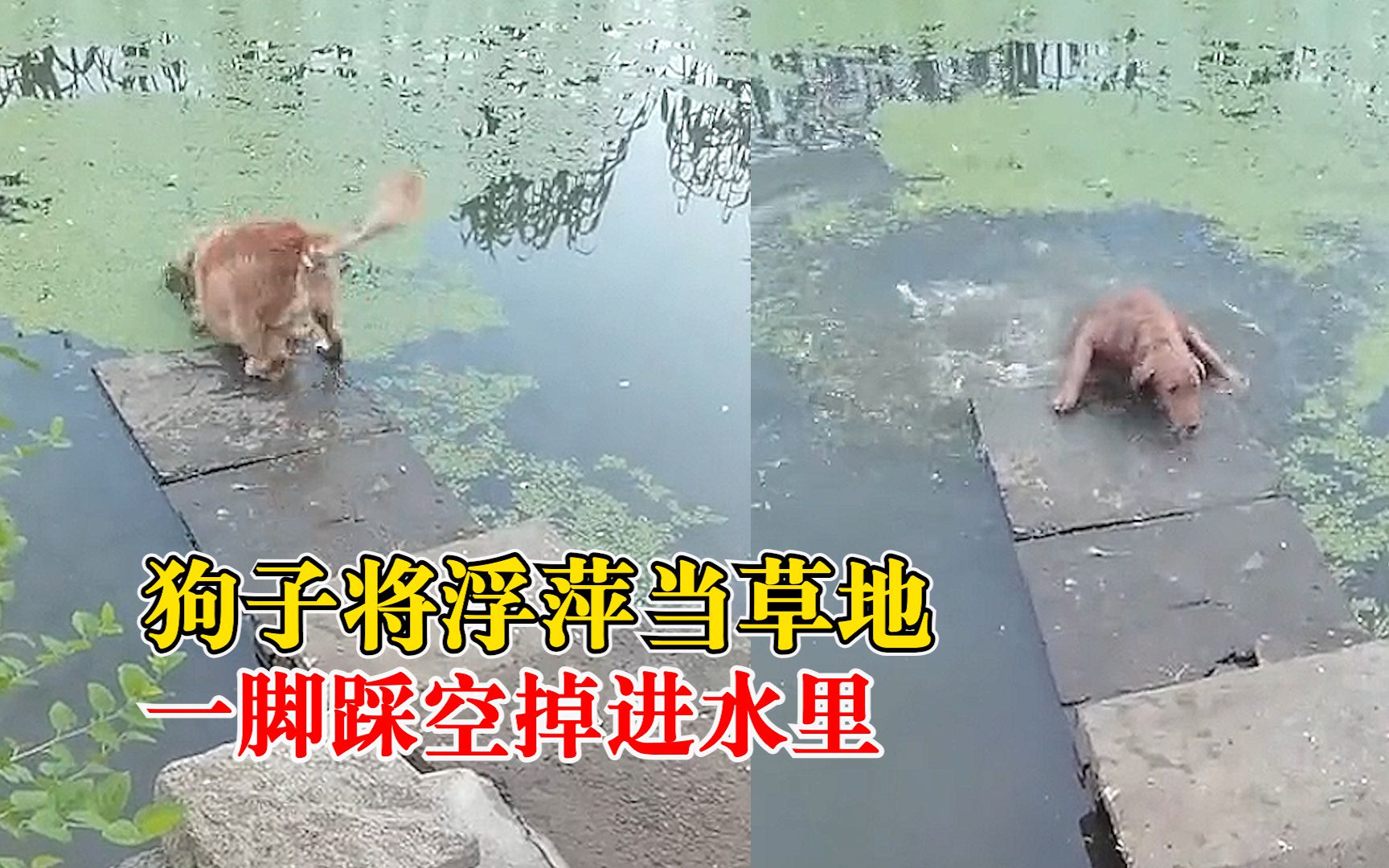 狗狗将浮萍当草地踩空掉水里，主人：又好气又好笑