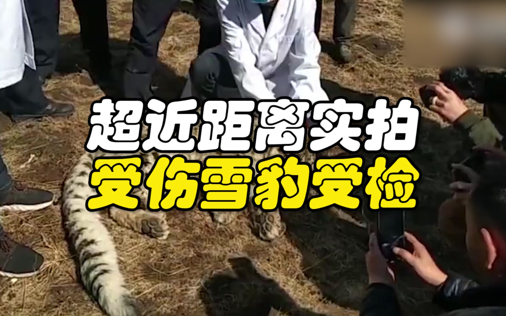 雪豹误闯民房受伤 罕见超近实拍：凶悍大猫沉默侧卧 乖乖“被撸”