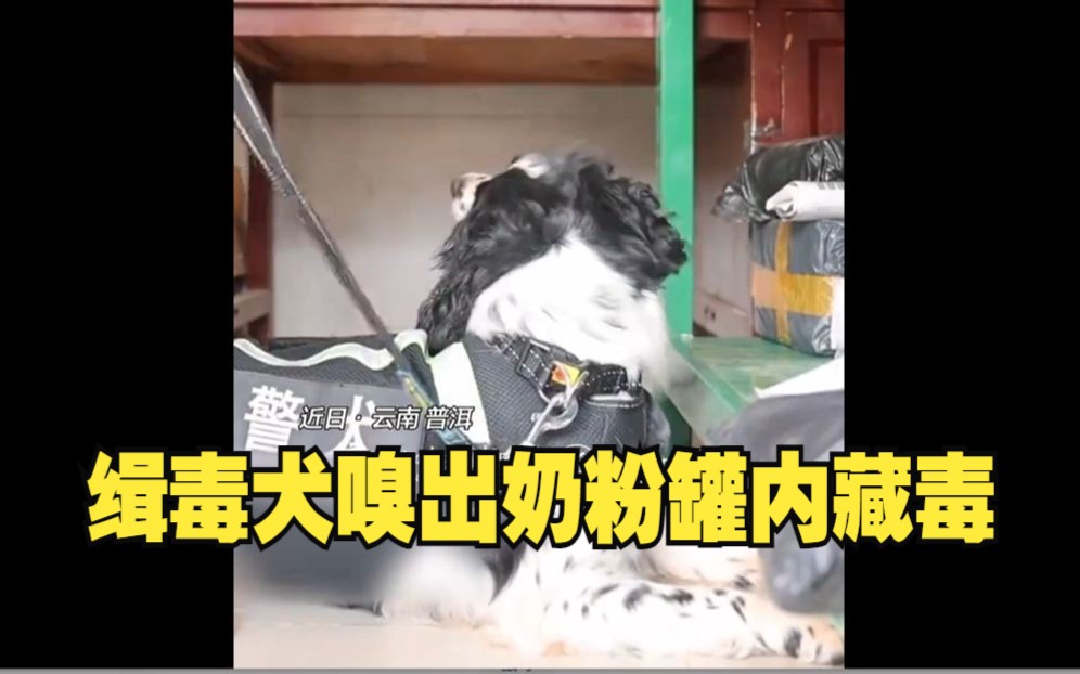 缉毒犬嗅出奶粉罐内藏毒7.2公斤