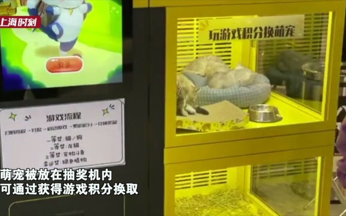 上海一商场内现萌宠抽奖机 网友炸锅：虐待动物
