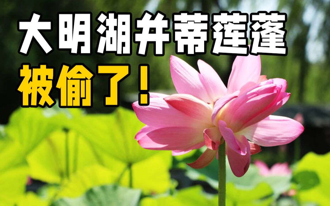 景区已报警！大明湖网红并蒂莲莲蓬被偷