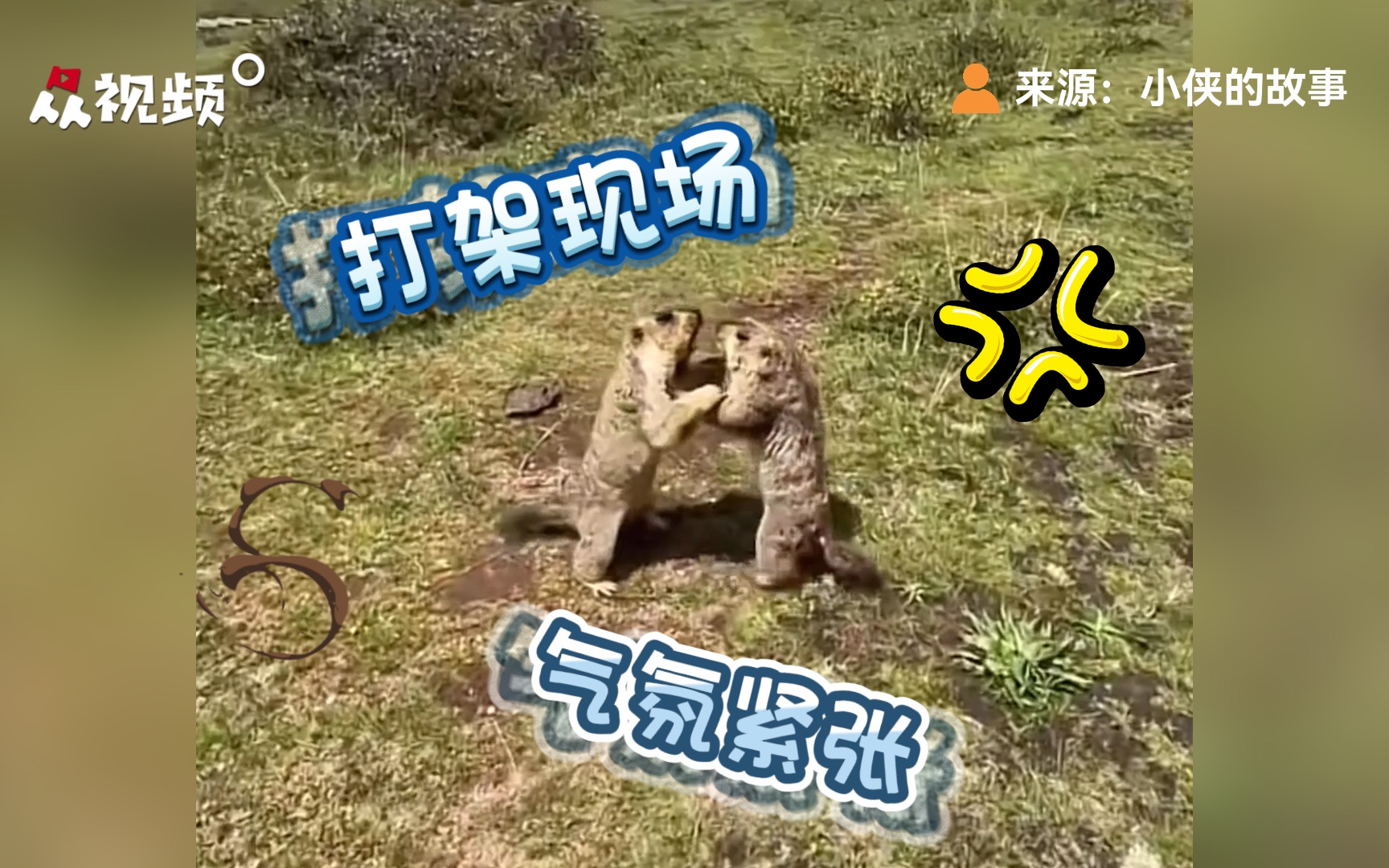 两只土拨鼠在草原打架，男子掏出虾片上前“劝架”